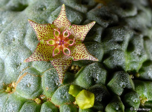 Larryleachia marlothii flower