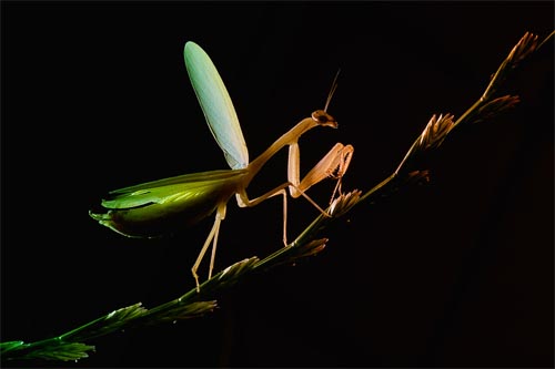 Praying Mantis in Backlight