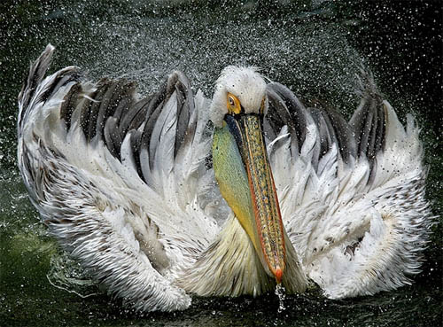 pelican-action.jpg