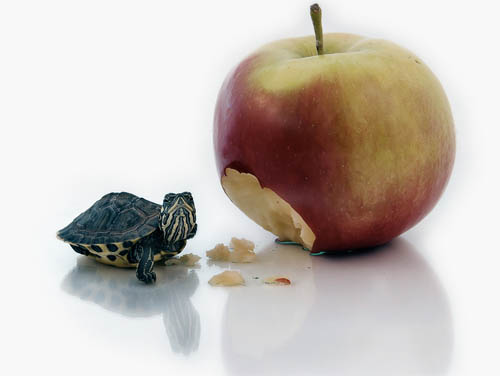 Turtle and apple