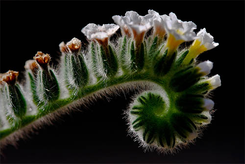 Boraginaceae / Heliotropium ellipticum