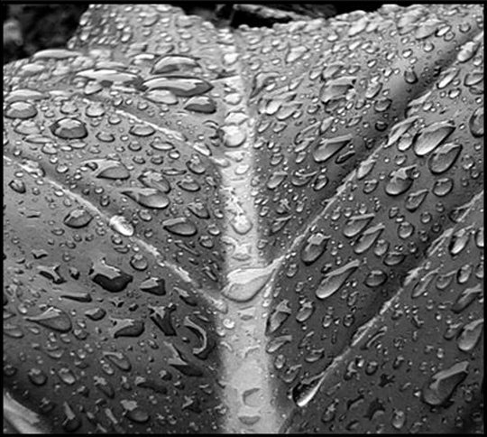 blackandwhite