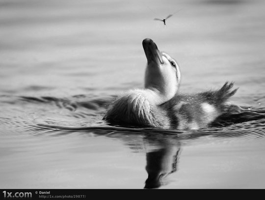 blackandwhite