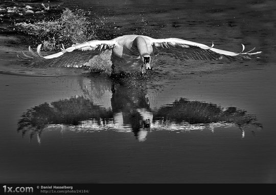 blackandwhite