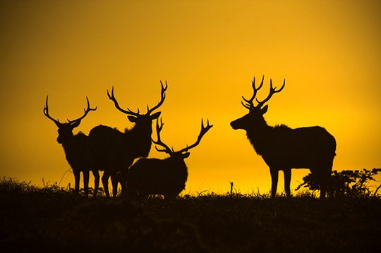 Silhouette Photography