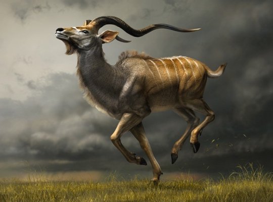 Animal Artworks