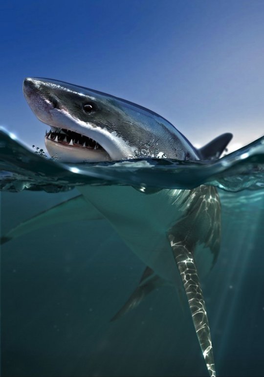 Animal Artworks