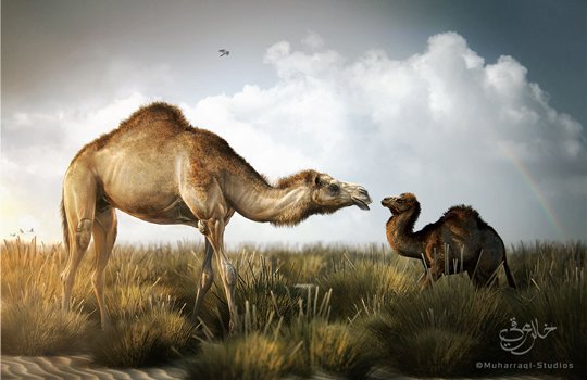 Animal Artworks