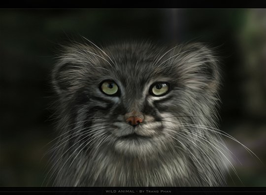 Animal Artworks