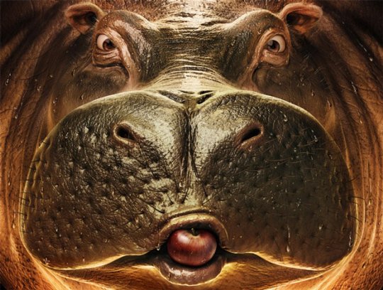 Animal Artworks