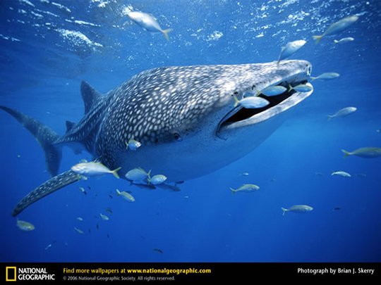 Underwater