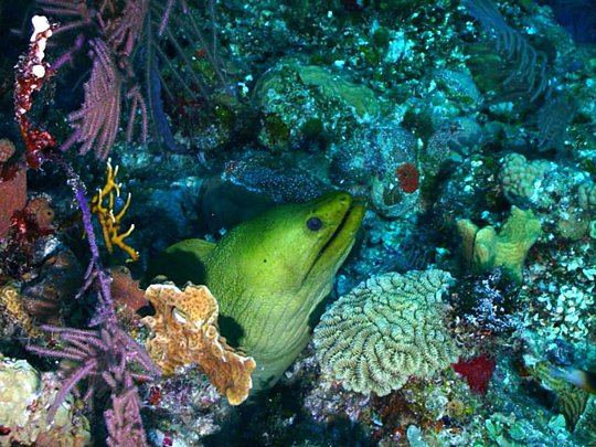 Underwater