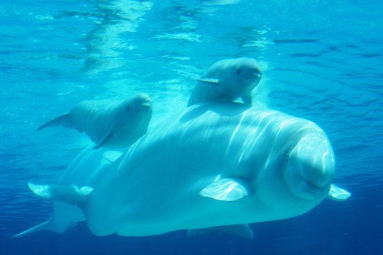 Underwater