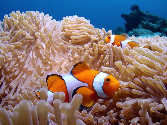 Underwater