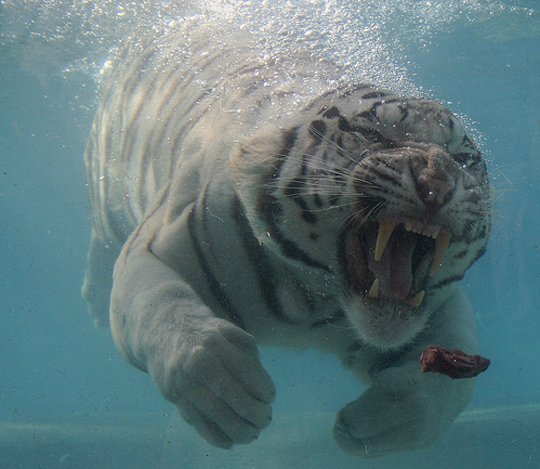 Underwater