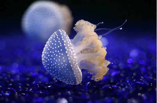 Underwater