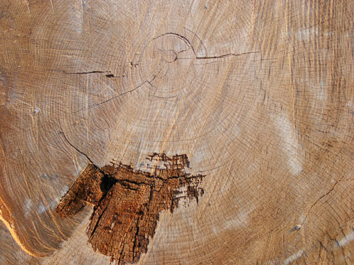 Tree Wood Texture 11