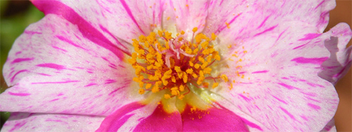 Pink-Flower