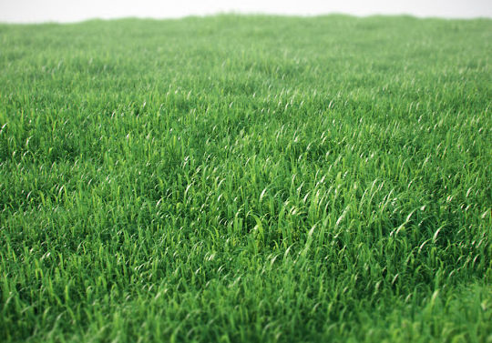 14 Useful Free Grass-Inspired Patterns 36