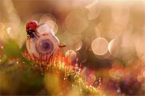 21 Fantastically Captured Macro Photography With Natural Beauty 6
